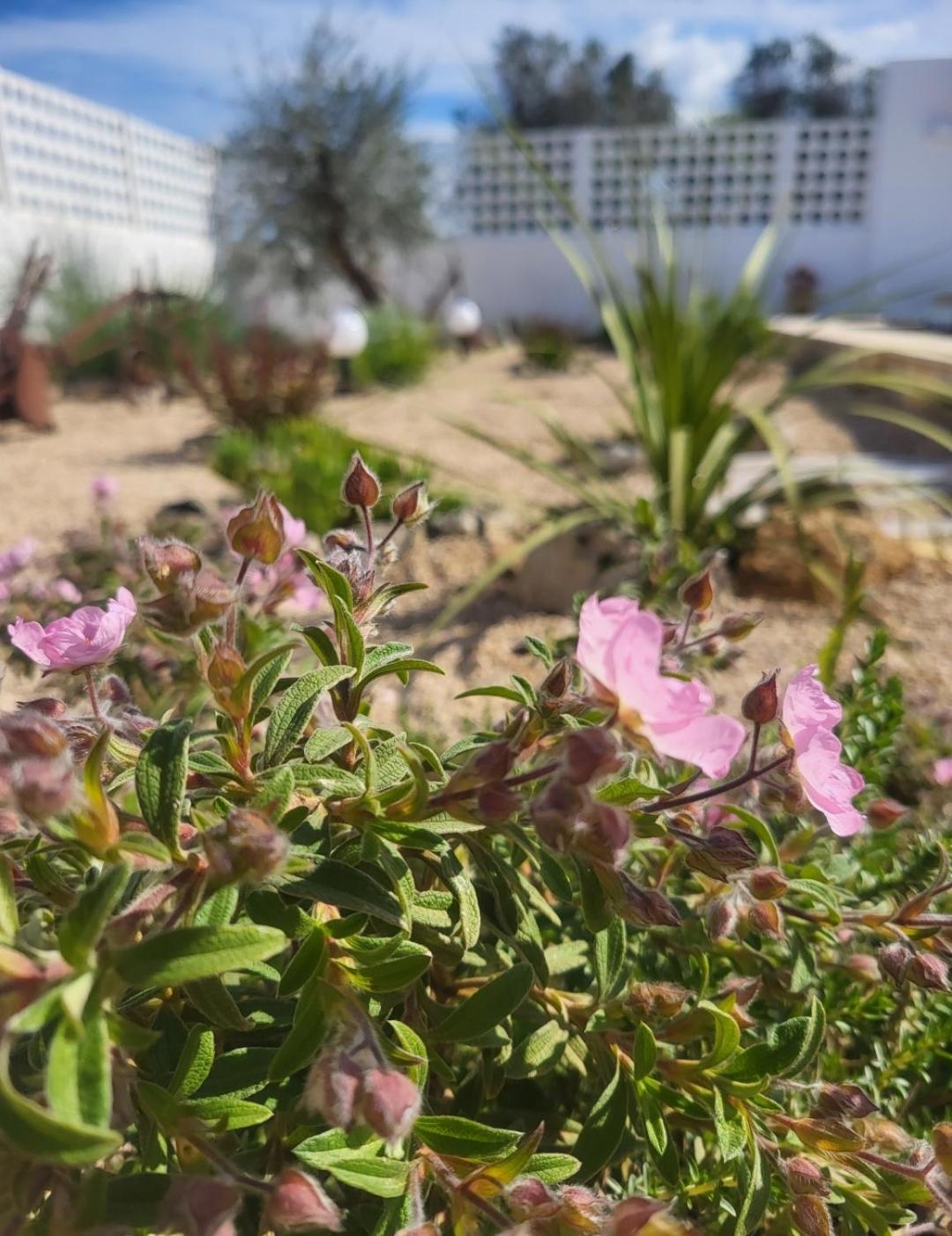Al Poggiale - Residenza Mediterranea Porto Cesareo Exteriör bild
